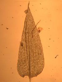 Brachythecium rutabulum image
