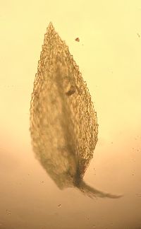 Brachytheciastrum velutinum image