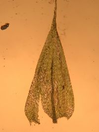 Brachythecium rotaeanum image