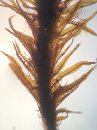 Ulota crispa image