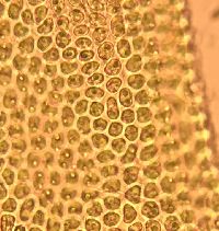 Orthotrichum stellatum image
