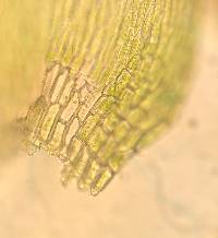 Leptodictyum riparium image