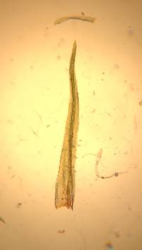 Ulota crispa image