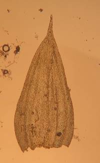 Leucodon andrewsianus image