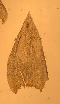 Leucodon andrewsianus image