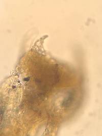 Cephaloziella hampeana image
