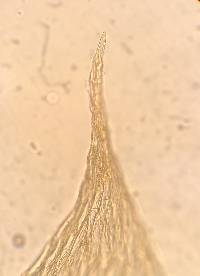 Plagiothecium denticulatum image