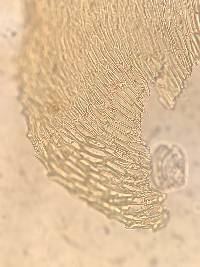 Ctenidium molluscum image