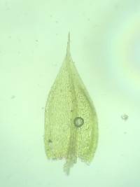 Gemmabryum caespiticium image