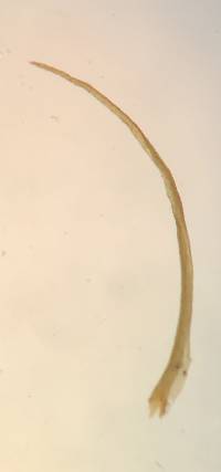 Orthodicranum fulvum image