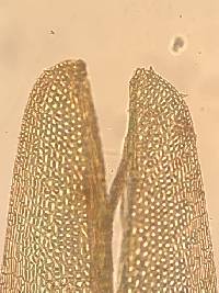 Bryoxiphium norvegicum image