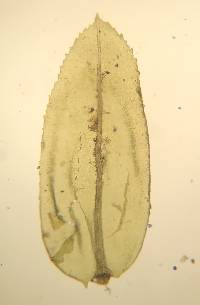 Aulacomnium heterostichum image