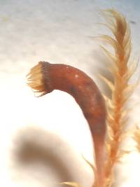 Bryoandersonia illecebra image