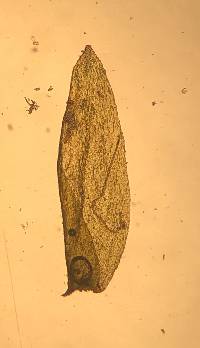 Porotrichum korthalsianum image