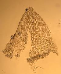 Sphagnum angustifolium image