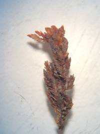 Sphagnum pylaesii image