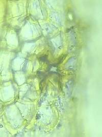 Orthotrichum pumilum image