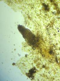 Notothylas orbicularis image