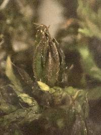 Syntrichia papillosa image