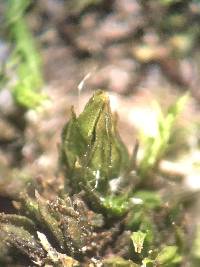 Orthotrichum stellatum image