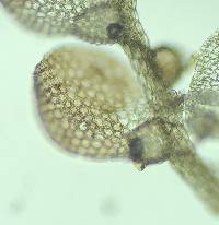 Frullania ericoides image