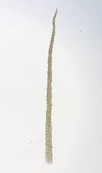 Seligeria pusilla image