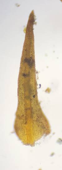 Andreaea rothii image