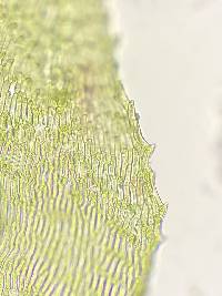 Koponeniella graminicolor image