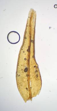 Orthotrichum ohioense image