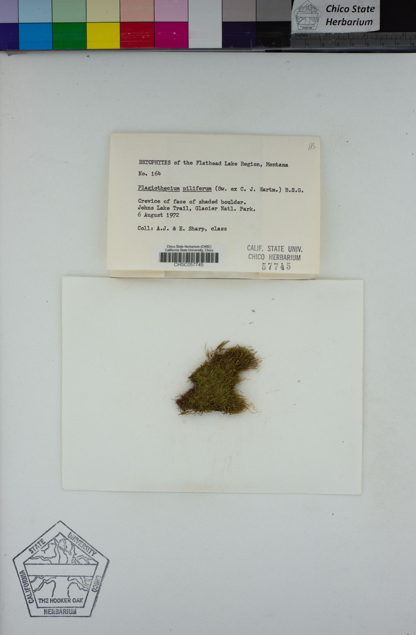Rectithecium piliferum image