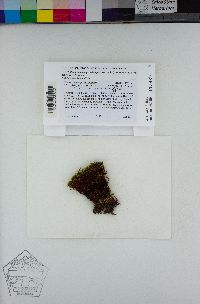 Ptychostomum pseudotriquetrum image