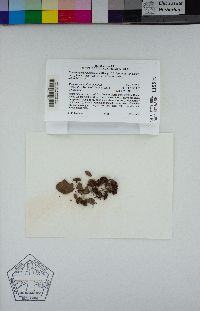 Gemmabryum subapiculatum image