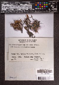 Anastrophyllum ciliatum image