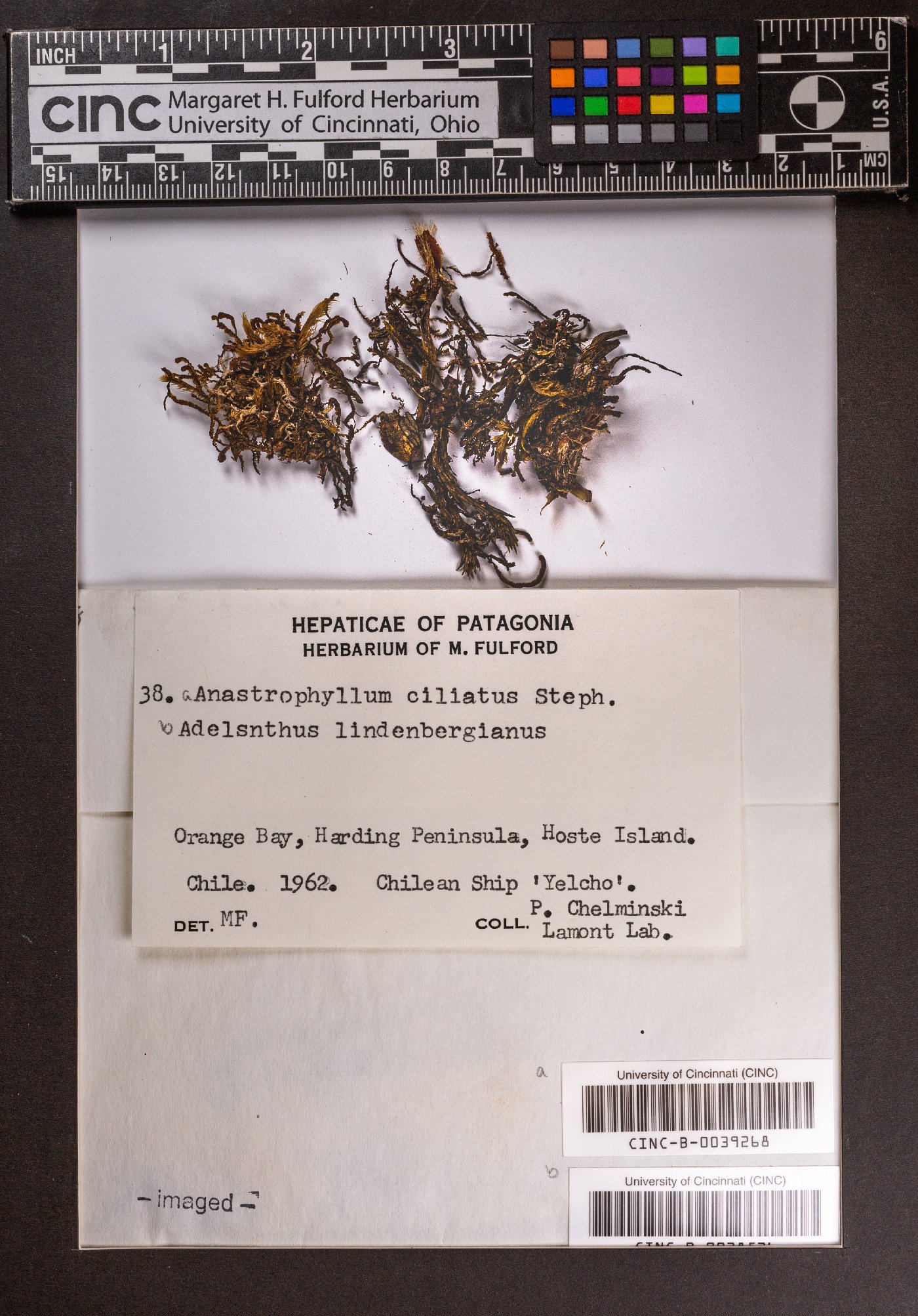 Anastrophyllum ciliatum image