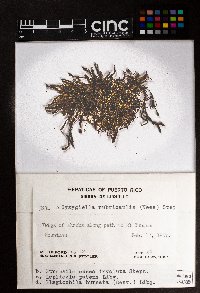 Lepidolejeunea involuta image