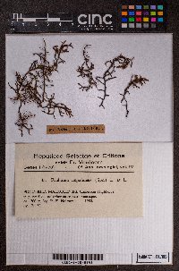 Frullania nepalensis image
