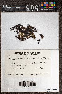 Frullania intumescens image