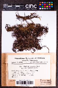 Frullania apiculata image