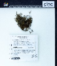 Diplasiolejeunea cavifolia image