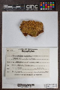 Diplophyllum andrewsii image