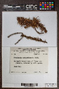 Frullania nisquallensis image