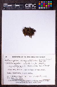Heteroscyphus triacanthus image