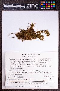 Leiomitra paraphyllina image