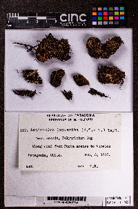 Lophocolea leptantha image