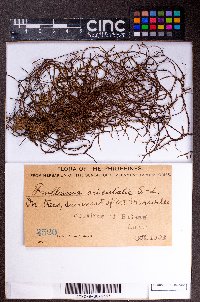 Frullania orientalis image