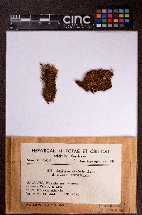 Lophozia silvicola image