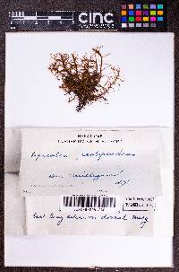 Lepicolea scolopendra image