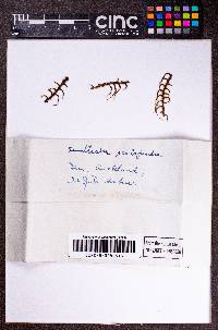 Lepicolea scolopendra image
