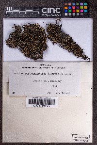 Porella platyphylla image