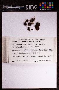 Cryptolophocolea martiana image